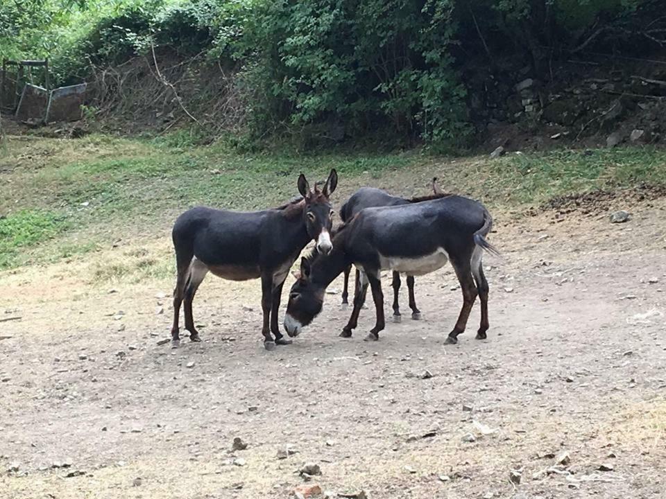Busana Agriturismo Rio Ricco מראה חיצוני תמונה